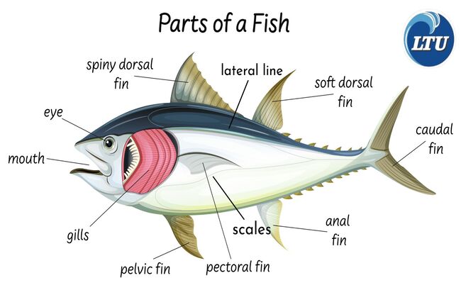 Fish External Anatomy